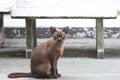 Dark brown cat sitting on the concrete ground. a small domesticated carnivorous mammal with soft fur.