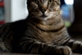 A dark brown cat, sitting, looking seriously at the camera Royalty Free Stock Photo