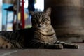 A dark brown cat, sitting, looking seriously at the camera Royalty Free Stock Photo