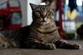 A dark brown cat, sitting, looking seriously at the camera Royalty Free Stock Photo