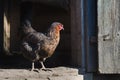 Dark brown chicken with a beautiful feather on the doorstep to the barn