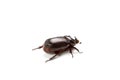 Dark brown Coconut rhinoceros beetle. Royalty Free Stock Photo