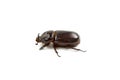 Dark brown Coconut rhinoceros beetle. Royalty Free Stock Photo