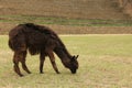 A dark brown Alpaca at the ruins