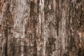 Dark brown dirty shabby tree bark. Old wood brown oak pattern background texture. Brown dark tree cracked bark background.