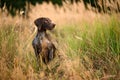 Dark brown dog sitting among the gold spikelets looking at the side