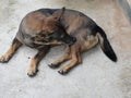 Dark brown dog use mouth and teeth to cleaning the body on gray color concrete floor, Royalty Free Stock Photo