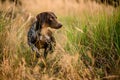 Dark brown dog walking in the gold spikelets