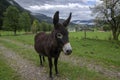 Dark brown donkey on pasture in Verfenveng, Austria, Europe, wild natural scenery Royalty Free Stock Photo