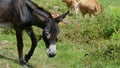 Dark brown donkey walking on the mountain