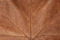 Dark brown dry maple leaf texture Royalty Free Stock Photo