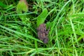 Dark brown earthen frog close-up among bright green vegetation, various plants Royalty Free Stock Photo