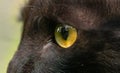 Dark Brown Ferocious Looking Yellow Eyes Close Up Macro Photograph, Detailed Pupils Of A Cat`s Eye Side View, Sharp Focus On The