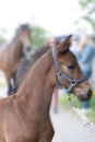 Dark brown foal head, with a halter, in side view. In front of the mother horse Royalty Free Stock Photo