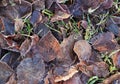 Autumn leaves on the frozen grass