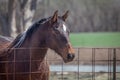 Dark brown horse closeup Royalty Free Stock Photo