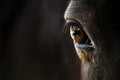 Dark brown horse eye closeup Royalty Free Stock Photo