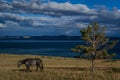 Dark brown horse goes on the grass near tree, blue lake baikal, in the light of sunset, against the background of mountains Royalty Free Stock Photo