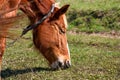 Dark brown horse grazes on green spring meadow, head close-up Royalty Free Stock Photo