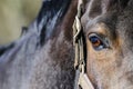 Dark brown horse head with right eye Royalty Free Stock Photo