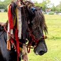 Decorated horse head at Pasola Festival, Kodi, Sumba Island, Nusa Tenggara Royalty Free Stock Photo