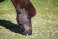 Dark brown horse on pasture eating grass - close-up on head Royalty Free Stock Photo