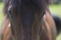 Dark brown horse portrait with eye contact  beautiful hairy animal Royalty Free Stock Photo