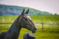 Dark brown horse standing in a paddock Royalty Free Stock Photo