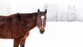 Dark brown horse standing on snow covered field, detail on head, space for text right side Royalty Free Stock Photo