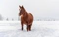Dark brown horse wades on snow covered field, blurred trees in background, space for text left side