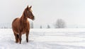 Dark brown horse wades on snow covered field, blurred trees in background, space for text left side.