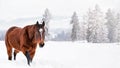 Dark brown horse wades on snow covered field, blurred trees in background, wide banner, space for text left on right side Royalty Free Stock Photo