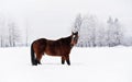 Dark brown horse wading on snow covered field, view from side, looking back Royalty Free Stock Photo