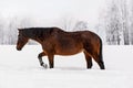 Dark brown horse walking on snow covered field in winter, blurred trees in background, view from side Royalty Free Stock Photo