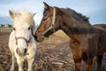 Grooming dark horse and white Shetland pony in spring outside. Royalty Free Stock Photo