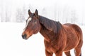 Dark brown horse in winter, closeup on upper body and head, blurred snow and trees background Royalty Free Stock Photo