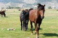 Dark brown horses graze on shore against backdrop of mountains