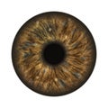 dark brown human iris