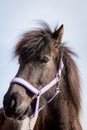Dark brown Icelandic horse with purple headstall Royalty Free Stock Photo