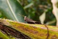 A dark brown locust perches in a corn field Royalty Free Stock Photo