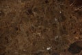 Dark brown marble, polished slab, called Emperador dark