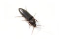 A dark brown melanomas click beetle on white Royalty Free Stock Photo