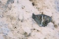 Nymphalidae butterfly