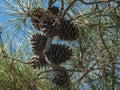 Dark brown old pine cones on branch pine Stankevich Pinus brutia stankewiczii.Pinus brutia var. stankewiczii Royalty Free Stock Photo