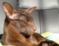 Dark brown oriental cat with green eyes