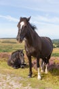 Dark brown ponies and purple heather Royalty Free Stock Photo
