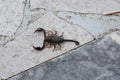 Dark brown scorpion outside on a floor