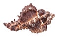 dark brown seashell of mollusc isolated Royalty Free Stock Photo