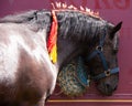 Dark brown shire Draft horse with ornate ribbon in mane,  close-up Royalty Free Stock Photo