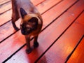 Dark brown siamese cat standing on red wooden tile floor